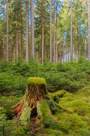 spruce - Old Mossy Tree Trunk in Spruce Forest, Odenwald, Hesse, Germany Fotografie stock - Premium Royalty-Free, Codice: 600-07991699