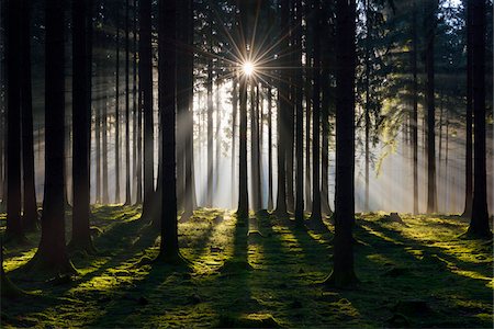 sun forest - Spruce Forest in Early Morning Mist at Sunrise, Odenwald, Hesse, Germany Stock Photo - Premium Royalty-Free, Code: 600-07991692