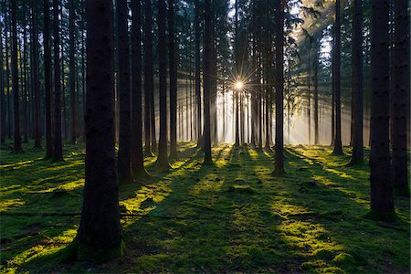 sunrise through the trees - Spruce Forest at Sunrise, Odenwald, Hesse, Germany Stock Photo - Premium Royalty-Free, Code: 600-07991693