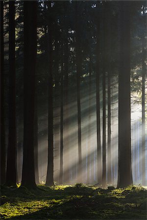 simsearch:600-07199713,k - Spruce Forest in Early Morning Mist at Sunrise, Odenwald, Hesse, Germany Stock Photo - Premium Royalty-Free, Code: 600-07991706