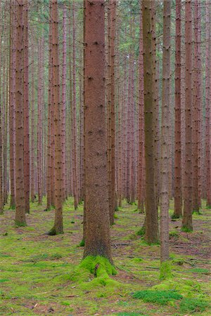 simsearch:600-08145834,k - Tree Trunks in Spruce Forest, Odenwald, Hesse, Germany Fotografie stock - Premium Royalty-Free, Codice: 600-07991700