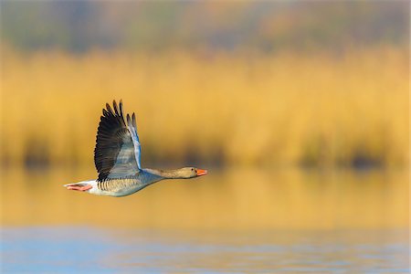 Greylag Goose (Anser anser) in Flight, Hesse, Germany Foto de stock - Sin royalties Premium, Código: 600-07991714