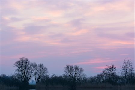 Bare Trees before Sunrise, Hesse, Germany Stock Photo - Premium Royalty-Free, Code: 600-07991719