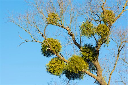 Common Mistletoe (Viscum album) on Tree Branch, Hesse, Germany Fotografie stock - Premium Royalty-Free, Codice: 600-07991710