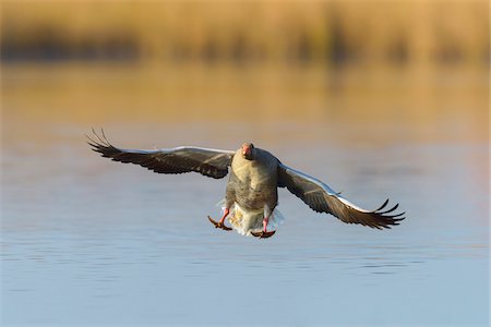 front view of flying bird - Landing Greylag Goose (Anser anser), Hesse, Germany Stock Photo - Premium Royalty-Free, Code: 600-07991712