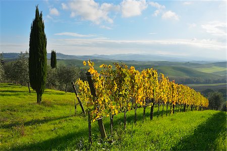 Tuscany Countryside with Vineyard and Cypress Tree, Autumn, San Quirico d'Orcia, Val d'Orcia, Province Siena, Tuscany, Italy Foto de stock - Sin royalties Premium, Código: 600-07991728