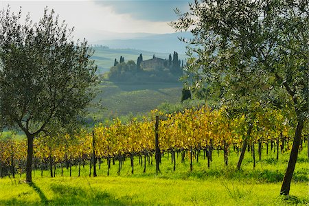 Tuscany Countryside with Farmhouse and Vineyard and Olive Trees, Autumn, San Quirico d'Orcia, Val d'Orcia, Province Siena, Tuscany, Italy Stock Photo - Premium Royalty-Free, Code: 600-07991729