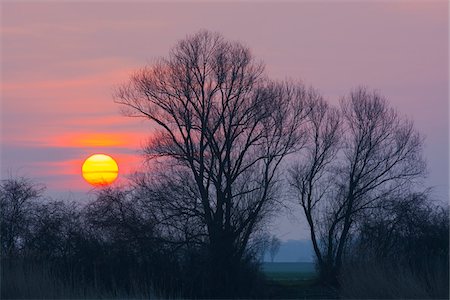 simsearch:700-06786906,k - Bare Trees at Sunrise, Hesse, Germany Stock Photo - Premium Royalty-Free, Code: 600-07991720