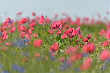 Close-up of Opium Poppy Field, Papaver somniferum, Summer, Germerode, Hoher Meissner, Werra Meissner District, Hesse, Germany Foto de stock - Sin royalties Premium, Código: 600-07991735