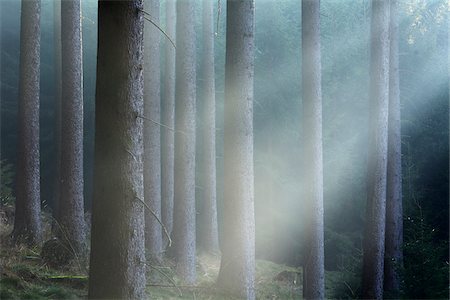 daytime sunny - Morning Haze in the Coniferus Forest, Harz, Lower Saxony, Germany Stock Photo - Premium Royalty-Free, Code: 600-07991730