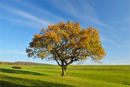 Oak Tree in field in Autumn, Vogelsberg District, Hesse, Germany Foto de stock - Sin royalties Premium, Código: 600-07991742