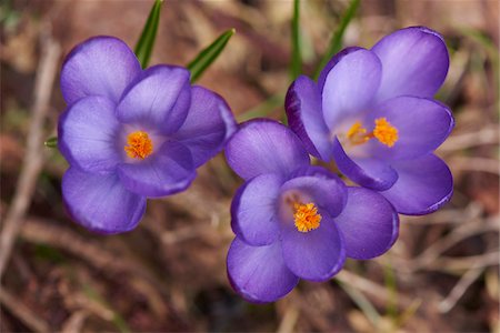 simsearch:600-03836305,k - Spring Crocus or Giant Crocus (Crocus vernus) flowering in spring, Bavaria, Germany Photographie de stock - Premium Libres de Droits, Code: 600-08006994