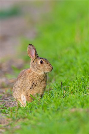 European Rabbit (Oryctolagus cuniculus) in Spring, Hesse, Germany Foto de stock - Sin royalties Premium, Código: 600-08007005