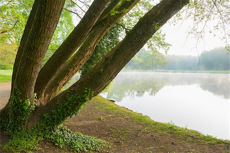 simsearch:600-03697838,k - Tree by Lake in Early Spring, Park Schonbusch, Aschaffenburg, Lower Franconia, Bavaria, Germany Foto de stock - Sin royalties Premium, Código: 600-08007019