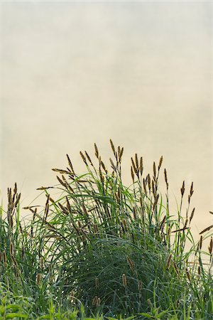 simsearch:600-08002266,k - Grass in Early Morning Light in Spring, Park Schonbusch, Aschaffenburg, Lower Franconia, Bavaria, Germany Stock Photo - Premium Royalty-Free, Code: 600-08007027