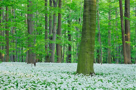 Ramsons (Allium ursinum) in European Beech (Fagus sylvatica) Forest in Spring with lush green Foliage, Hainich National Park, Thuringia, Germany Foto de stock - Sin royalties Premium, Código: 600-08002195