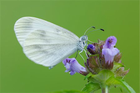 simsearch:600-07769828,k - Wood White (Leptidea sinapis) Butterfly on Flower, Bavaria, Germany Stock Photo - Premium Royalty-Free, Code: 600-08002199