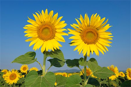 Common Sunflowers (Helianthus annuus) against Clear Blue Sky, Tuscany, Italy Stockbilder - Premium RF Lizenzfrei, Bildnummer: 600-08002193