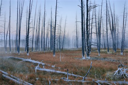 simsearch:633-08639086,k - Mist with Dead Trees in Forest at Dawn, Firehole Lake Drive, Yellowstone National Park, Wyoming, USA Photographie de stock - Premium Libres de Droits, Code: 600-08002204