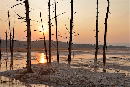 Dead Pine Trees in Fountain Paint Pot at Sunset, Lower Geyser Basin, Yellowstone National Park, Wyoming, USA Stock Photo - Premium Royalty-Free, Code: 600-08002216