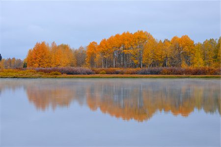 simsearch:6118-08081891,k - Oxbow Bend on Snake River with Trees in Autumn Foliage, Grand Teton National Park, Jackson, Wyoming, USA Foto de stock - Sin royalties Premium, Código: 600-08002246