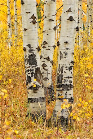 American Aspen Tree (Populus tremuloides) Trunks in Forest with Autumn Foliage. Grand Teton National Park, Jackson, Wyoming, USA Stock Photo - Premium Royalty-Free, Code: 600-08002248