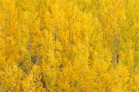 poplar - American Aspen Trees (Populus tremuloides) with Autumn Foliage, Grand Teton National Park, Jackson, Wyoming, USA Stock Photo - Premium Royalty-Free, Code: 600-08002256