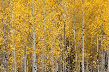 American Aspen Trees (Populus tremuloides) in Forest with Autumn Foliage, Grand Teton National Park, Jackson, Wyoming, USA Foto de stock - Sin royalties Premium, Código: 600-08002258