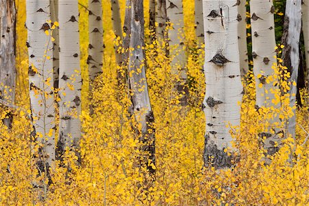 American Aspen Tree (Populus tremuloides) Trunks in Forest with Autumn Foliage. Grand Teton National Park, Jackson, Wyoming, USA Foto de stock - Royalty Free Premium, Número: 600-08002253