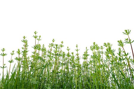 simsearch:600-08082942,k - Hedge Bedstraw (Galium mollugo) Leaves in Spring on White Background Photographie de stock - Premium Libres de Droits, Code: 600-08002268