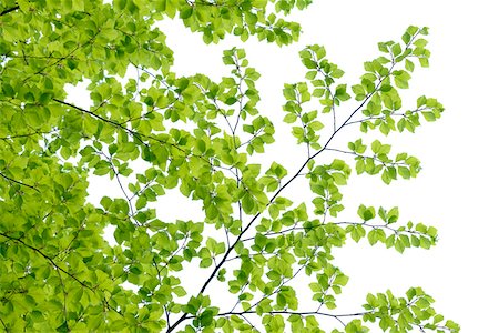 Branch of Beech Tree with Fresh Foliage in Spring on White Background Foto de stock - Sin royalties Premium, Código: 600-08002260