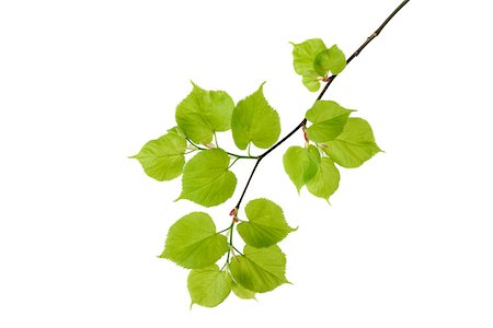 Lime Tree (Tilia) Leaves on White Background Foto de stock - Sin royalties Premium, Código: 600-08002278