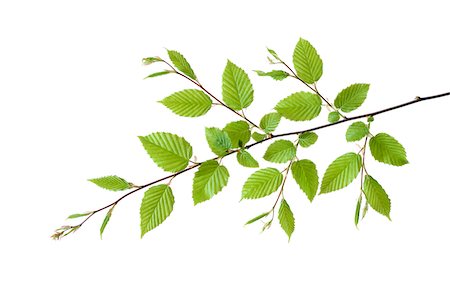 rama (árbol) - Branch of European Hornbeam (Carpinus betulus) with Fresh Foliage in Spring on White Background Foto de stock - Sin royalties Premium, Código: 600-08002279