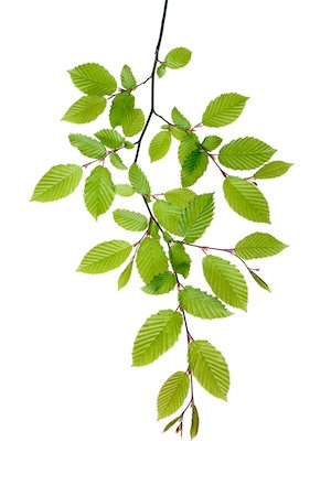 Branch of European Hornbeam (Carpinus betulus) with Fresh Foliage in Spring on White Background Stock Photo - Premium Royalty-Free, Code: 600-08002271