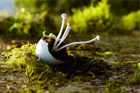 One Broken Egg Shell with Enoki Mushrooms Growing out of it on Dirt and Moss Fotografie stock - Premium Royalty-Free, Codice: 600-08002389