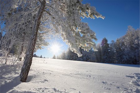 simsearch:600-08002472,k - Landscape of Frozen Trees on Early Morning in Winter, Bavarian Forest, Bavaria, Germany Foto de stock - Sin royalties Premium, Código: 600-08002474