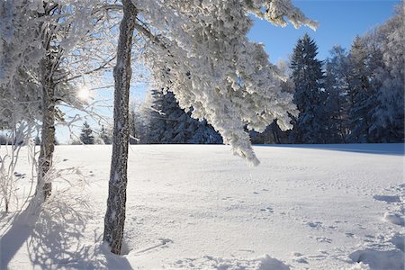simsearch:600-08002472,k - Landscape of Frozen Trees on Early Morning in Winter, Bavarian Forest, Bavaria, Germany Foto de stock - Sin royalties Premium, Código: 600-08002473