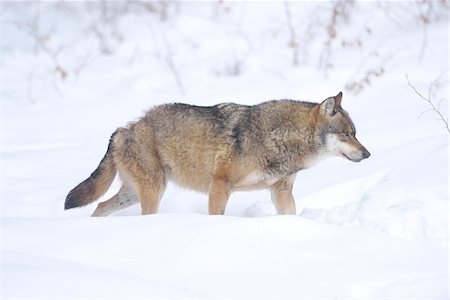 simsearch:700-08386131,k - Close-up of a European grey wolf (canis lupus) in winter, Bavarian Forest, Bavaria, Germany Foto de stock - Sin royalties Premium, Código: 600-08002529