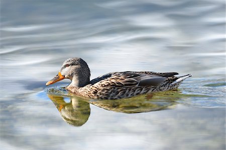 simsearch:700-07584680,k - Close-up portrait of a mallard duck (Anas platyrhynchos) swimming in Lake Grundlsee in winter, Styria, Austria Stock Photo - Premium Royalty-Free, Code: 600-08002559