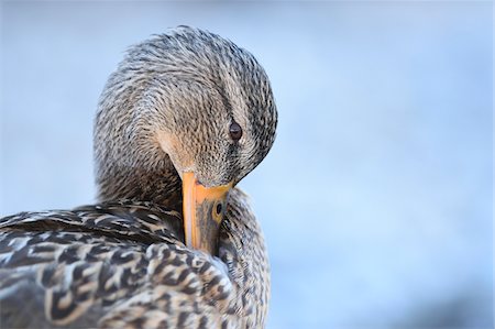 Close-up portrait of a mallard duck (Anas platyrhynchos) preening, Lake Grundlsee in winter, Styria, Austria Stock Photo - Premium Royalty-Free, Code: 600-08002564