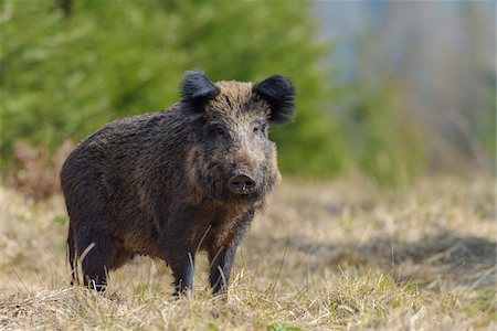 simsearch:700-08386103,k - Portrait of a Wild boar (Sus scrofa) in Early Spring, Female, Spessart, Bavaria, Germany Stockbilder - Premium RF Lizenzfrei, Bildnummer: 600-08002567