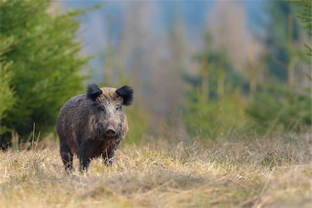 scrofa - Portrait of a Wild boar (Sus scrofa) in Early Spring, Female, Spessart, Bavaria, Germany, Europe Fotografie stock - Premium Royalty-Free, Codice: 600-08002569
