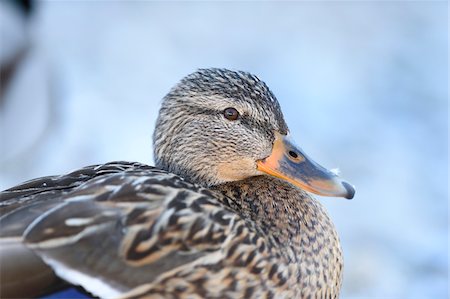 simsearch:700-08542871,k - Close-up portrait of a mallard duck (Anas platyrhynchos), Lake Grundlsee in winter, Styria, Austria Photographie de stock - Premium Libres de Droits, Code: 600-08002562