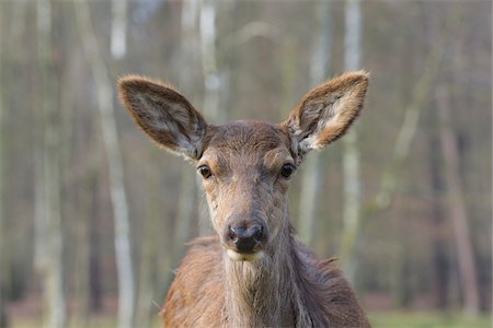 simsearch:700-08386103,k - Close-up portrait of Red deer (Cervus elaphus) in Early Spring, Female, Hesse, Germany Stockbilder - Premium RF Lizenzfrei, Bildnummer: 600-08002578