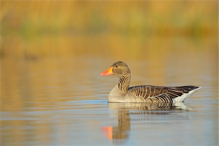 Portrait of Greylag goose (Anser anser) swimming in lake, Hesse, Germany Photographie de stock - Premium Libres de Droits, Code: 600-08002571