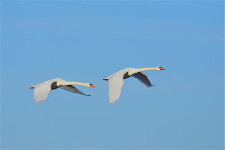 simsearch:400-04295110,k - Two Mute Swans (Cygnus olor), flying against blue sky, Hesse, Germany Stock Photo - Premium Royalty-Free, Code: 600-08002572