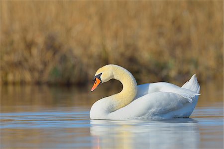 swan beak color - Portrait of Mute Swan (Cygnus olor) swimming on Lake, Hesse, Germany Stock Photo - Premium Royalty-Free, Code: 600-08002573