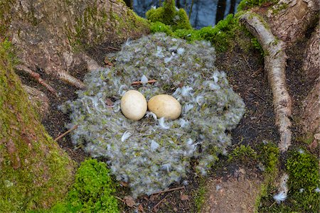 egg overhead - Close-up of Bird-Nest with Eggs from Greylag goose (Anser anser) on moss coverd tree trunks of balck alders, Hesse, Germany Stock Photo - Premium Royalty-Free, Code: 600-08002584