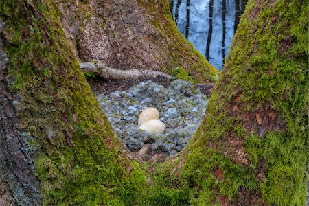 Close-up of Bird-Nest with Eggs from Greylag goose (Anser anser) on moss coverd tree trunks of balck alders, Hesse, Germany Photographie de stock - Premium Libres de Droits, Code: 600-08002585