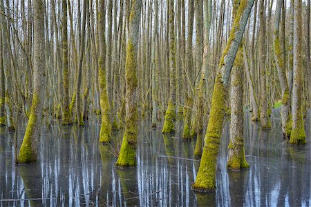 Black Alders (Alnus glutinosa) in Wetland, Early Spring, Hesse, Germany Stock Photo - Premium Royalty-Free, Code: 600-08002588